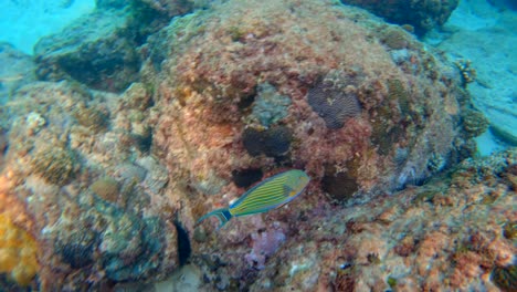 snorkelling,-beautiful-sergeant-fish-passing-by-near-corals-and-rocks,-beautiful-scene,-slow-motion,-Mahe-Seychelles