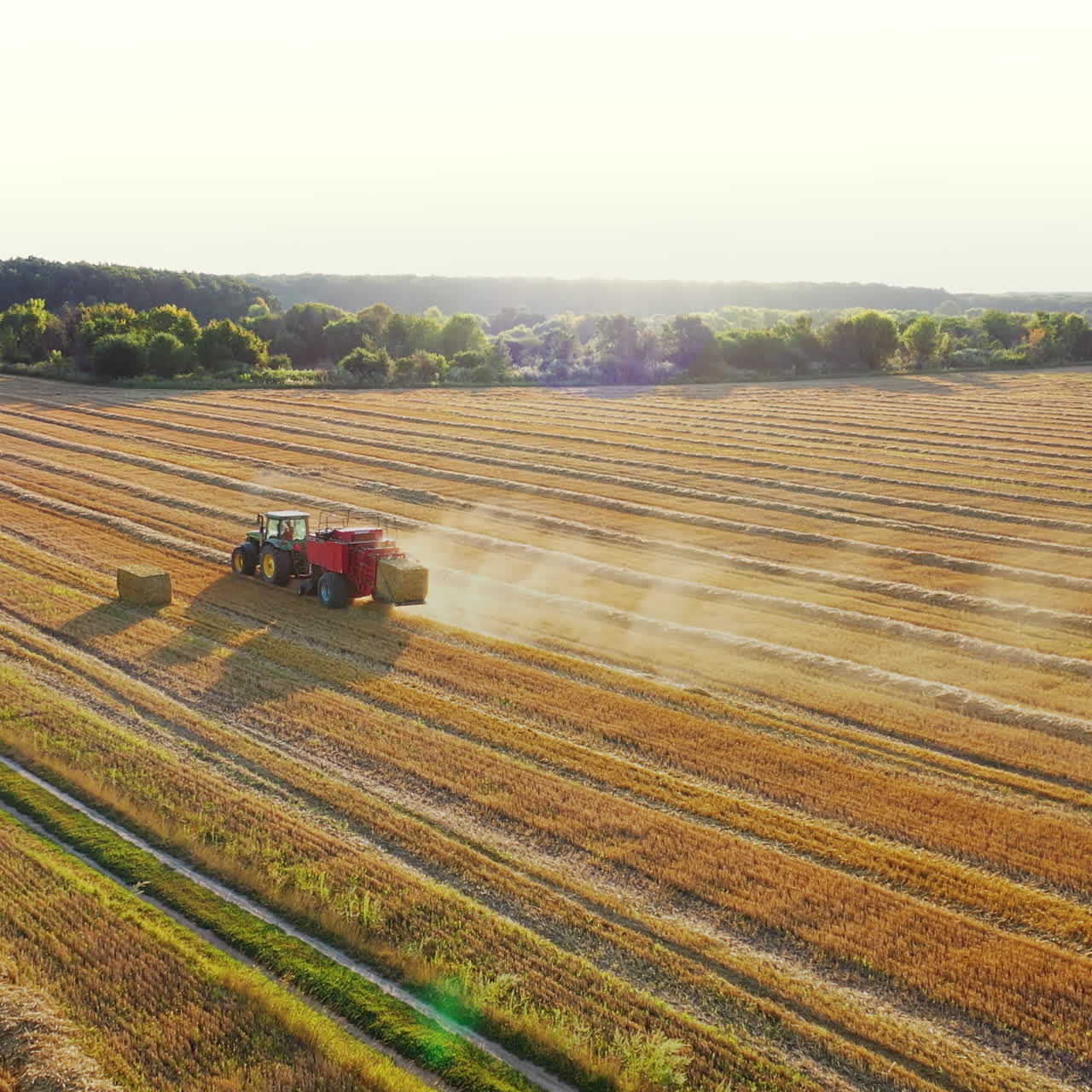 Agricultural tractor collecting hay into square bales on the field. Harvesting dry grass on the golden field in summer. Tractor on the field on the forest background. Aerial view.