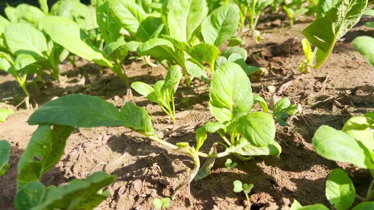 Giovani ortaggi a foglia verde che crescono nel terreno del giardino