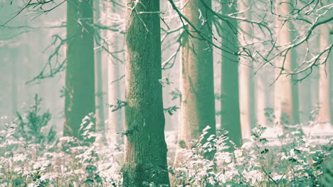 Trees-in-misty-winter-forest-frosty-and-foggy