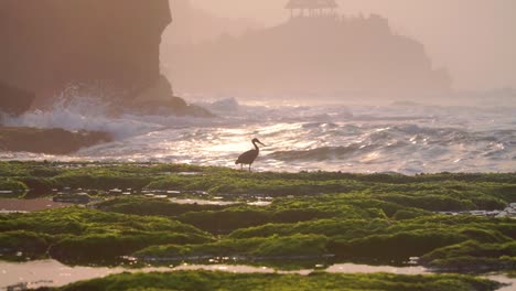 black silhouette of a bird on the beach in sunrise time