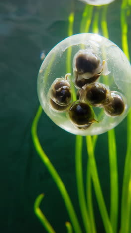 snail eggs in a transparent jelly-like sphere