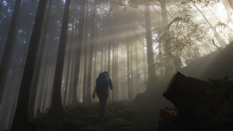 tilt down, sunlight flitering through foggy forest as hiker walks, japan