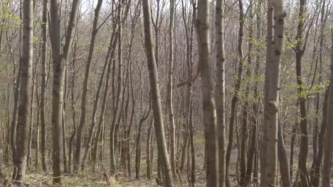 toma en cámara lenta de árboles verdes en un bosque