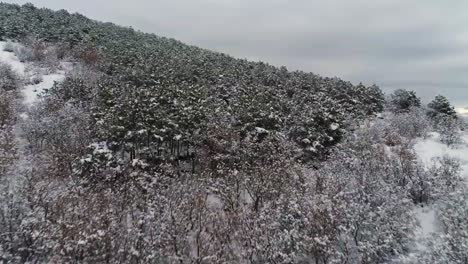 snowy mountain forest landscape
