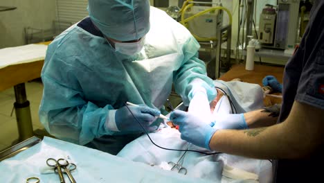 surgical operation of a dog in a veterinary clinic