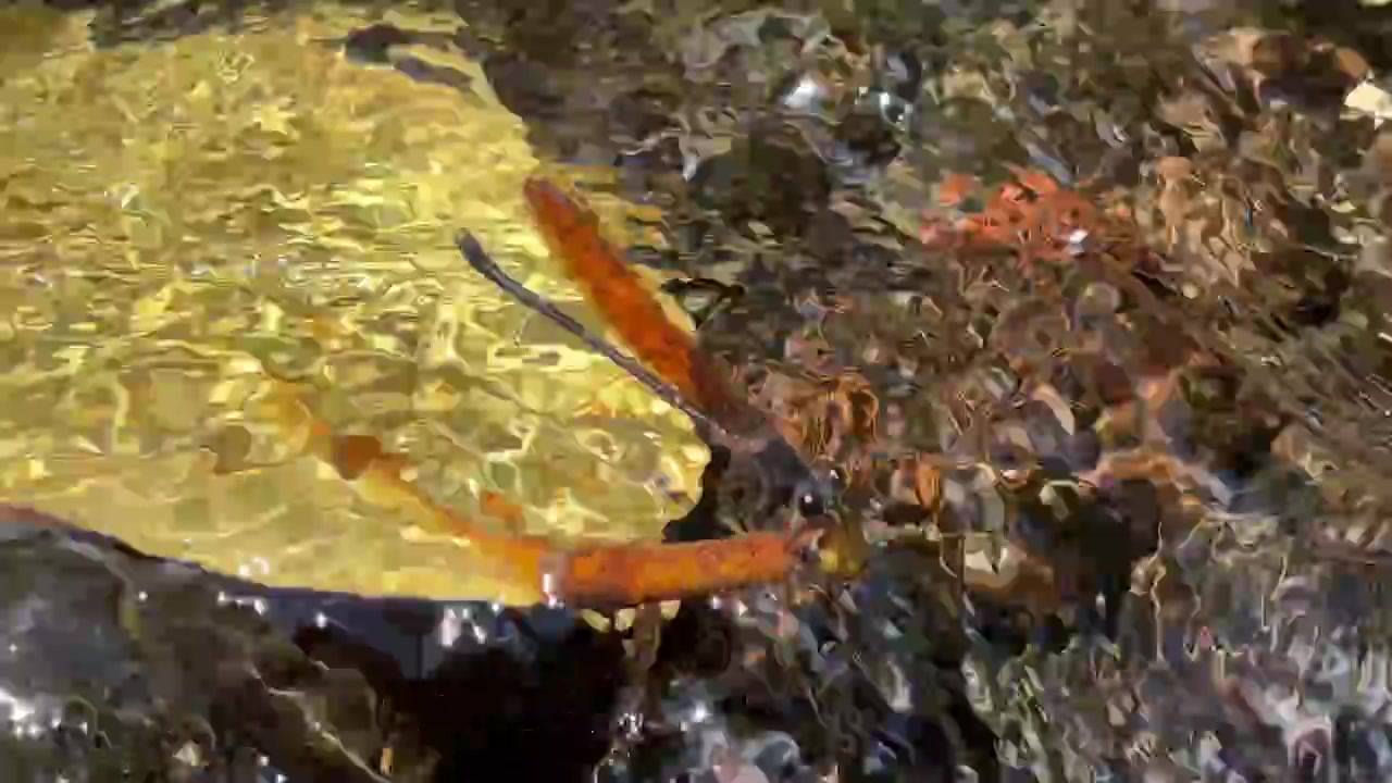 Dragonfly Resting on a Leaf in a Flowing Stream