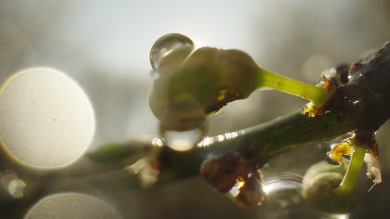 Spring Blossom with Dew Drops