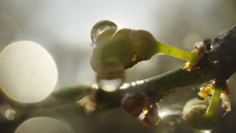 spring blossom with dew drops