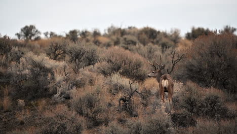 Kamloops-Lebewesen:-Begegnung-Mit-Maultierhirschen-In-Herbstfarben