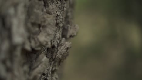 Primer-Plano-De-La-Corteza-De-Un-árbol