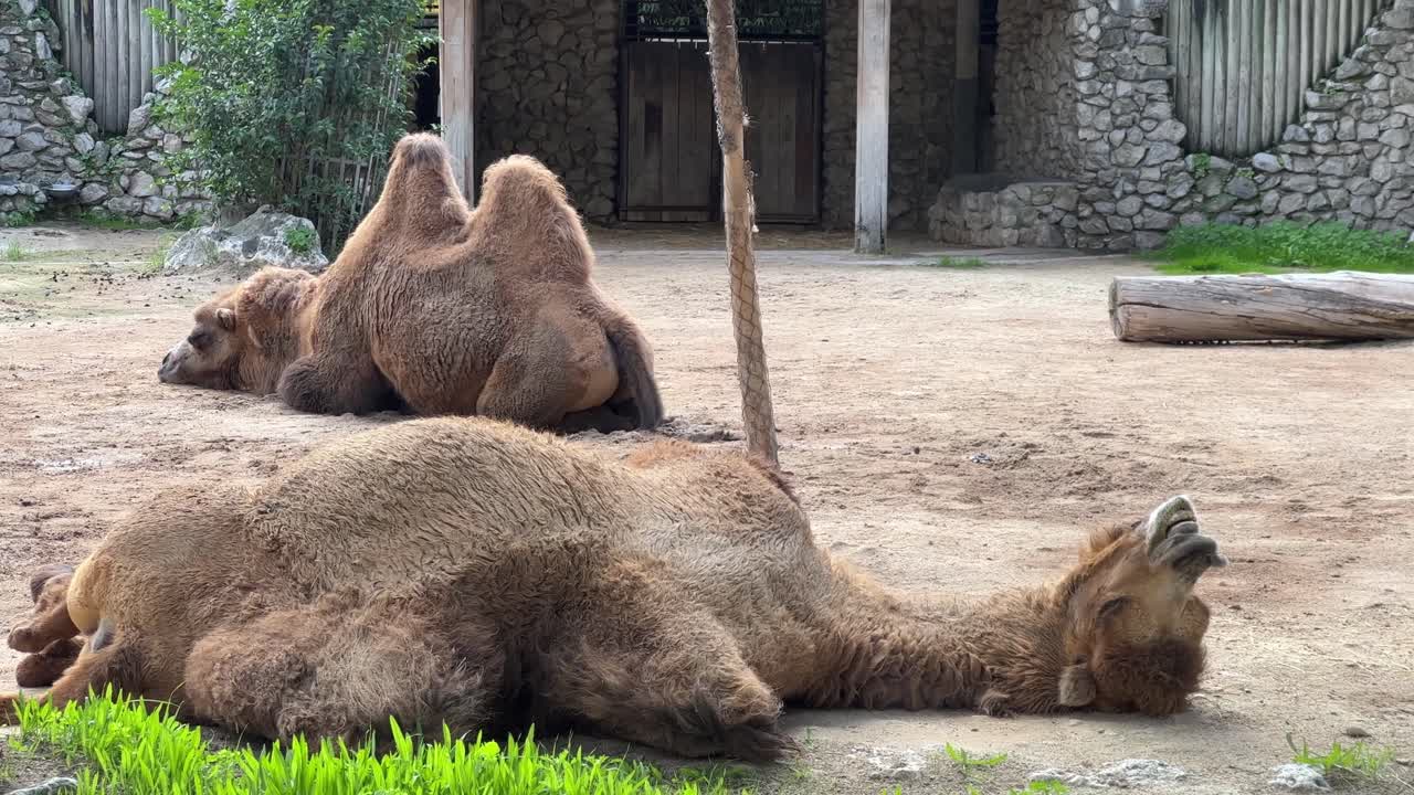 camello en primer plano en el zoológico de lisboa, portugal durante el día 4k