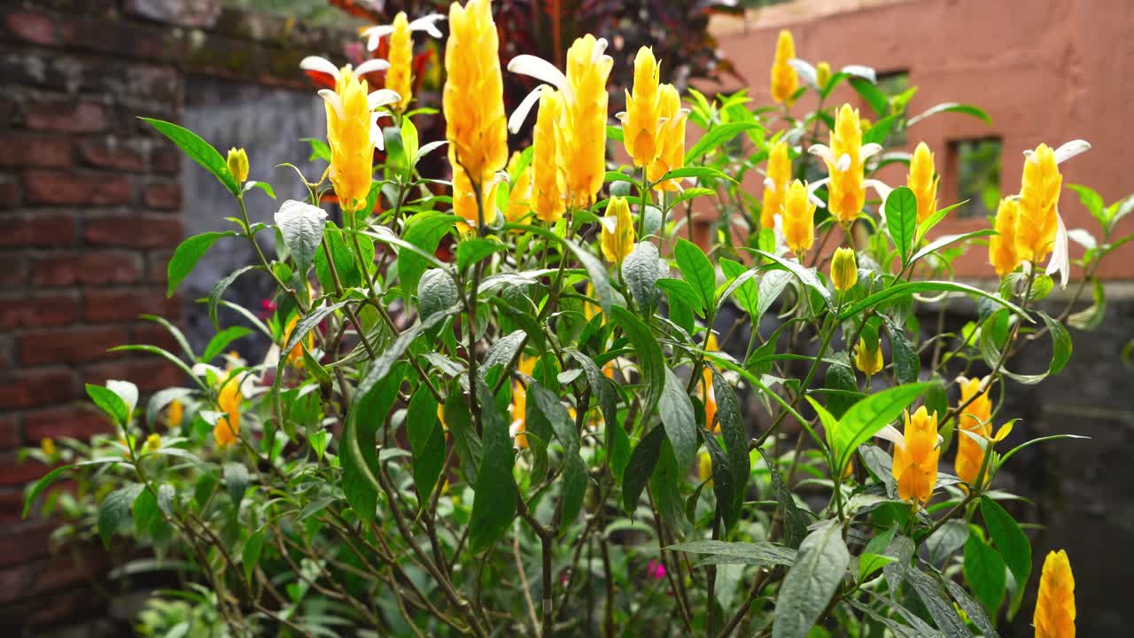 Circular camera movement around vibrant yellow Amazonian flowers in a tropical garden. Ideal for botanical, nature, and landscaping visuals.