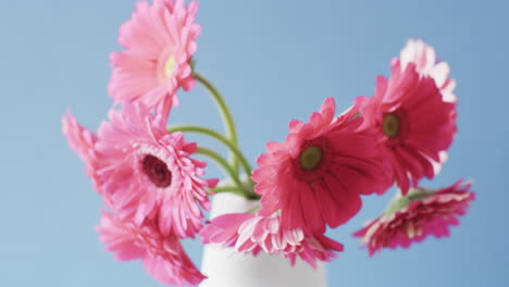 video de flores rosadas en jarrón blanco con espacio de copia en fondo azul