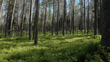 Thin-Trunks-Of-Trees-In-A-Mountain-Forest---aerial-pullback