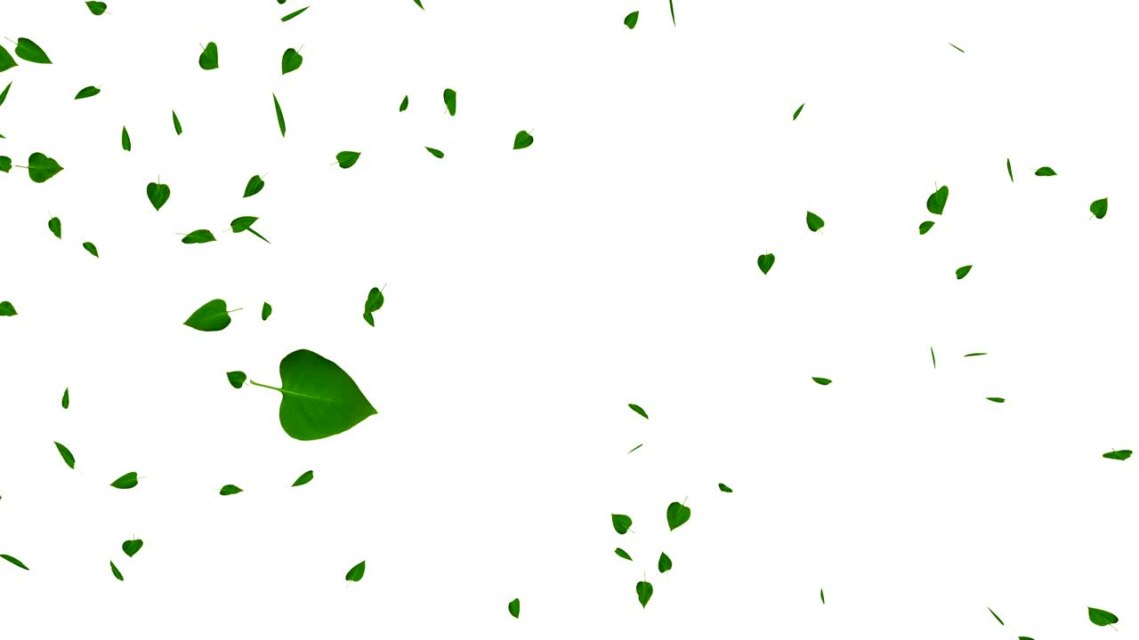 Green leaves isolated on white, loop, with matte.