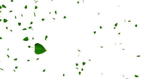 green leaves isolated on white, loop, with matte.