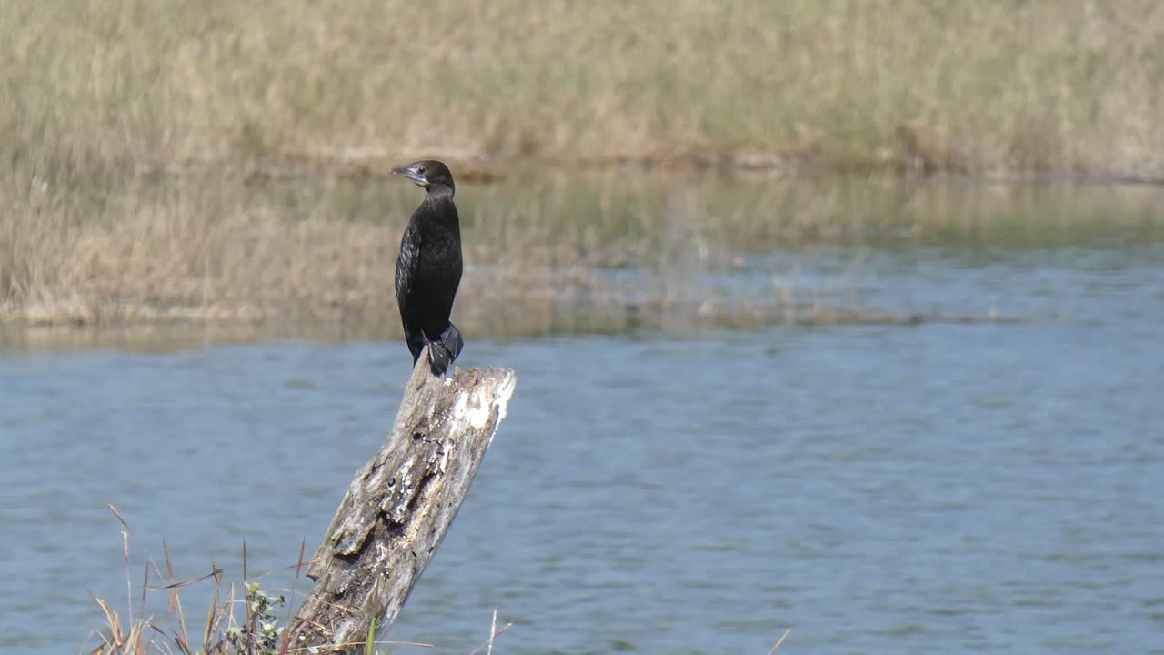 Indian cormorant mp4 2 ..