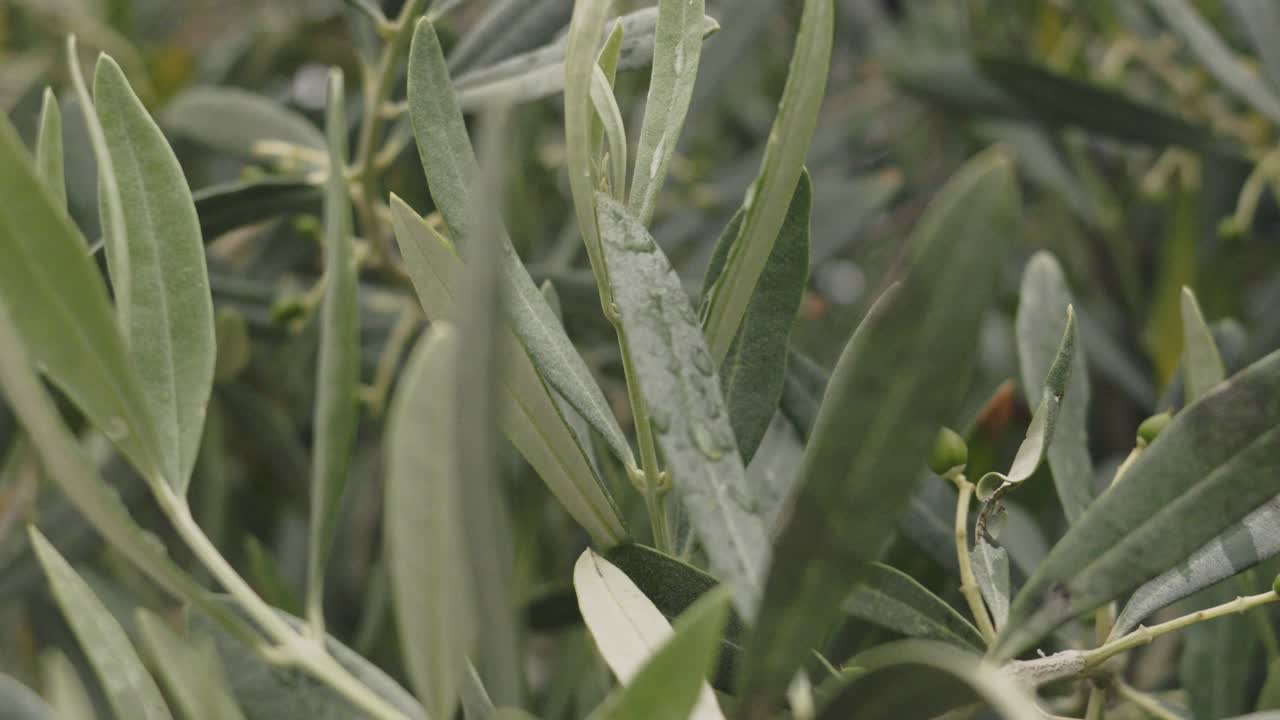 Macro delle prime olive che crescono su un ulivo con gocce di pioggia sulle foglie