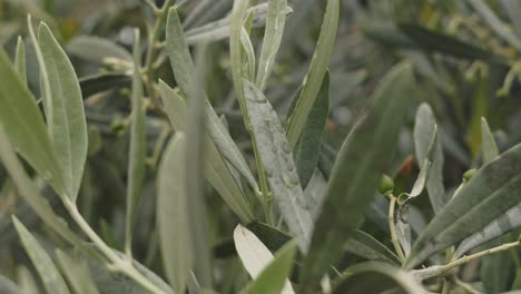 Makroaufnahme-Der-Ersten-Oliven,-Die-Auf-Einem-Olivenbaum-Wachsen,-Mit-Regentropfen-In-Den-Blättern