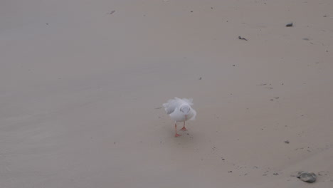 a lone seagull walks along the seashore in search of food