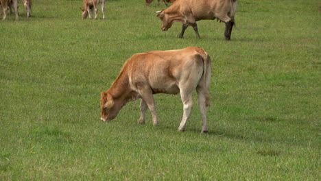 Vacas-En-Los-Campos-Pastando-Durante-El-Día-Cerca-Del-Campo-De-Zielenica,-Polonia