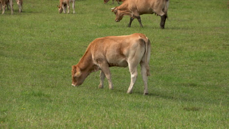 cows in the fields grazing at daytime near countryside of zielenica, poland