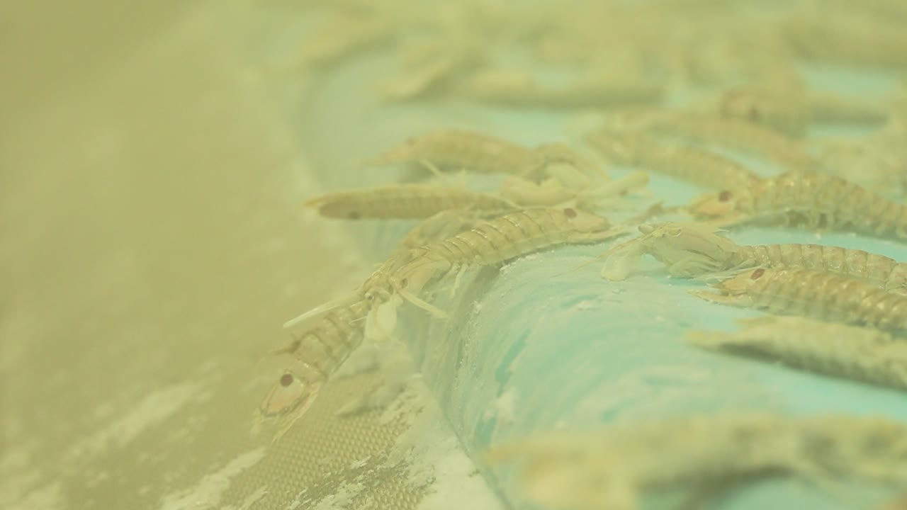 얼어붙은 조개류는 공장에서 컨베이어 벨트에서 떨어지고, 차가운 공기는 안개를 일으 ⁇ 니다.