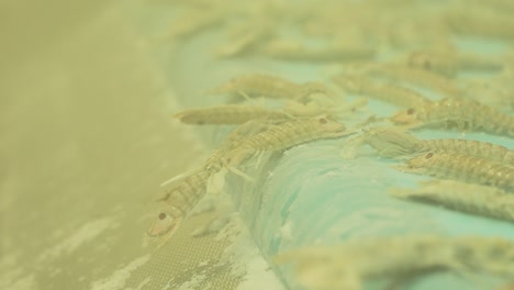 los mariscos congelados caen de la cinta transportadora en la fábrica, el aire frío lo hace brumoso
