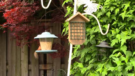 Mientras-Hacía-Jardinería-Al-Aire-Libre,-No-Pude-Evitar-Darme-Cuenta-De-Dónde-Desaparecía-También-Todo-El-Alimento-Para-Pájaros