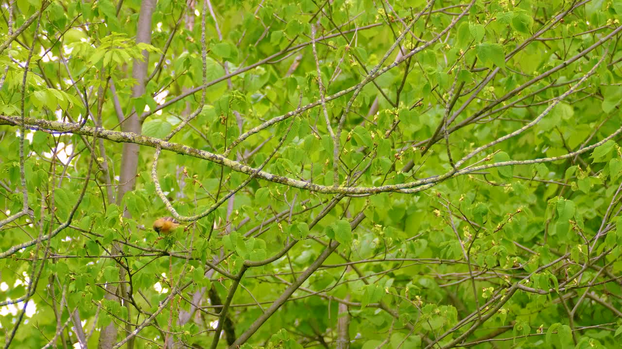 Small Bird Perched on a Branch in a Lush Green Tree