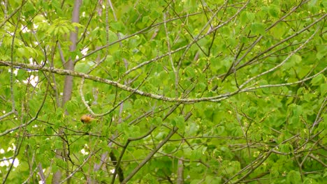small bird perched on a branch in a lush green tree