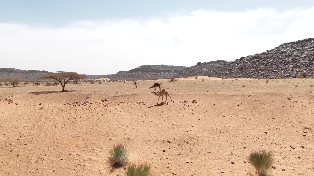 Aerial view of sandy desert with arid vegetation in Mauritania, Sahara wilderness, drone rotate around camels