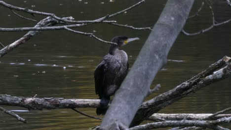 Kormoran-Wasservogel-Thront-Auf-Parksee-Trümmern,-Ast-Trocknet-Und-Jagt-Beutefische,-Die-Sich-Langsam-Hineinschieben