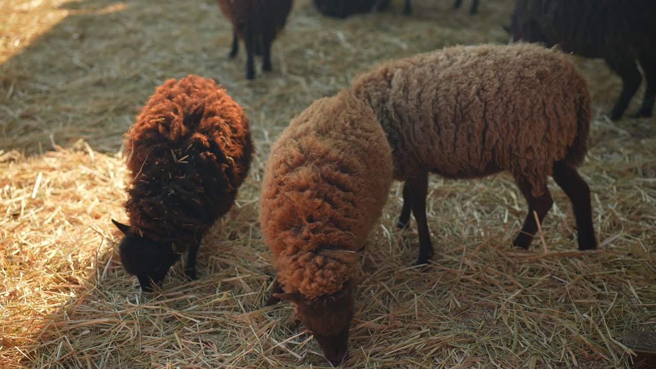 ovejas pastando en el heno
