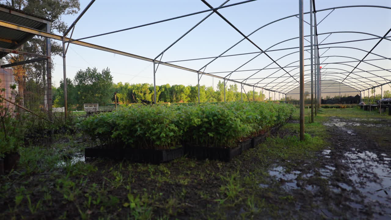 Dramatic movement behind a column to the greenhouse nursery with rows of young plants growing in black trays.