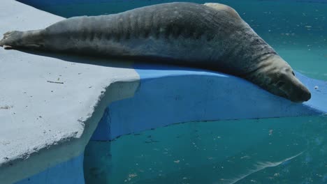 The-Seal-Lies-in-the-Blue-Pool-at-Kaunas-Zoo