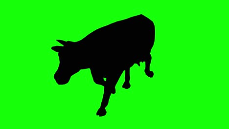 Silhouette-of-a-cow-walking-on-green-screen,-perspective-view