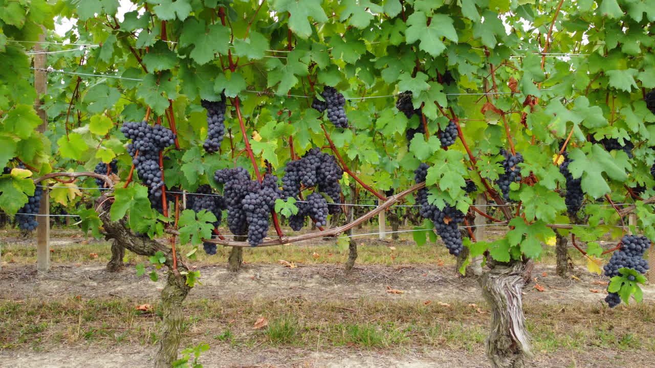 viñedos con uvas de vino tinto maduro agricultura