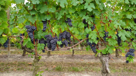 vineyards with red ripe wine grapes agriculture