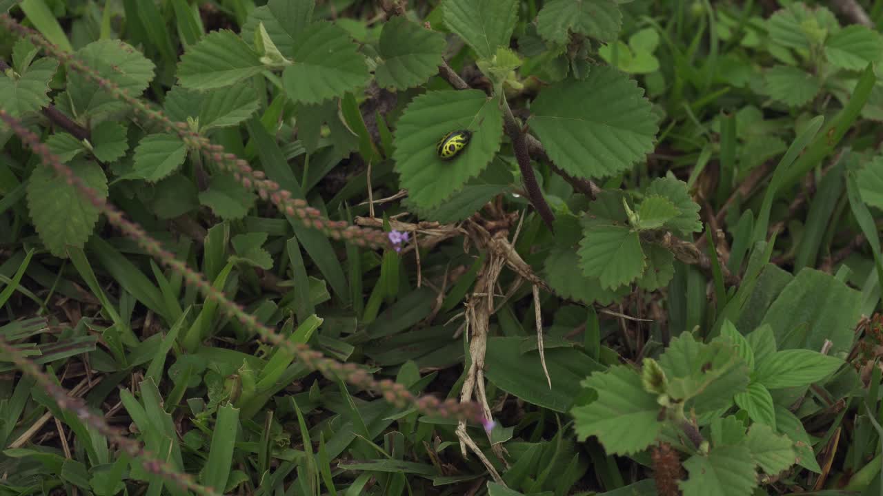 녹색 잎에 검은색과 노란색 무당벌레