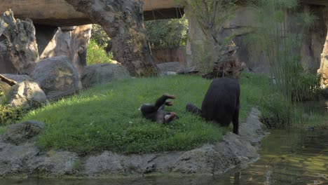 el pequeño chimpancé quiere divertirse.