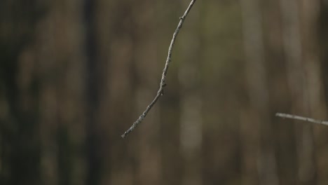 Black-capped-Chickadee-Bird-Flying-Away-On-Tree-Branch---Omega-Park-In-Quebec,-Canada