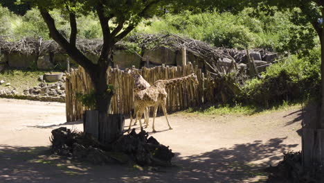 giraffes in zoo roaming and hanging out on a sunny morning