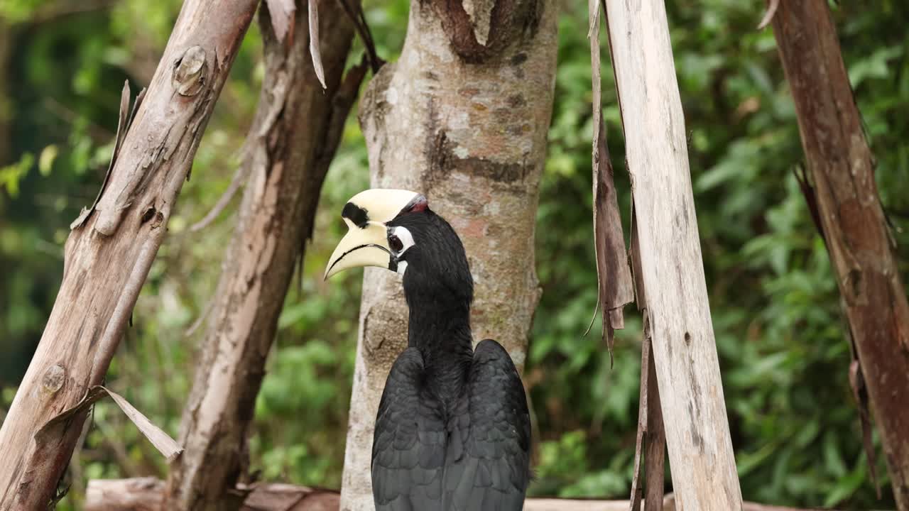 호른빌은 자연 서식지에서 과일을 먹습니다.