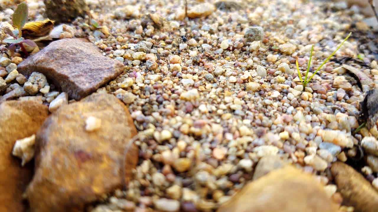 모래 위를 걷는 교차 경로로 개미를 닫습니다.