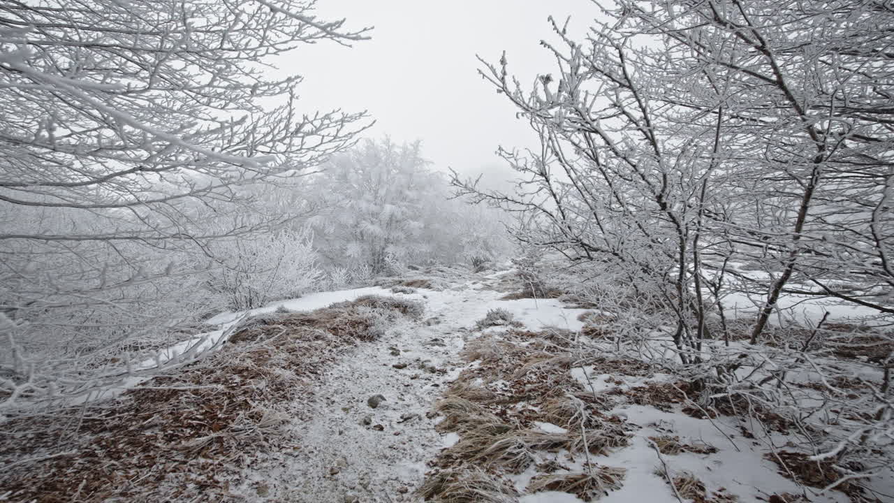 Snow-covered path winding through frosty trees on a cold winter's day