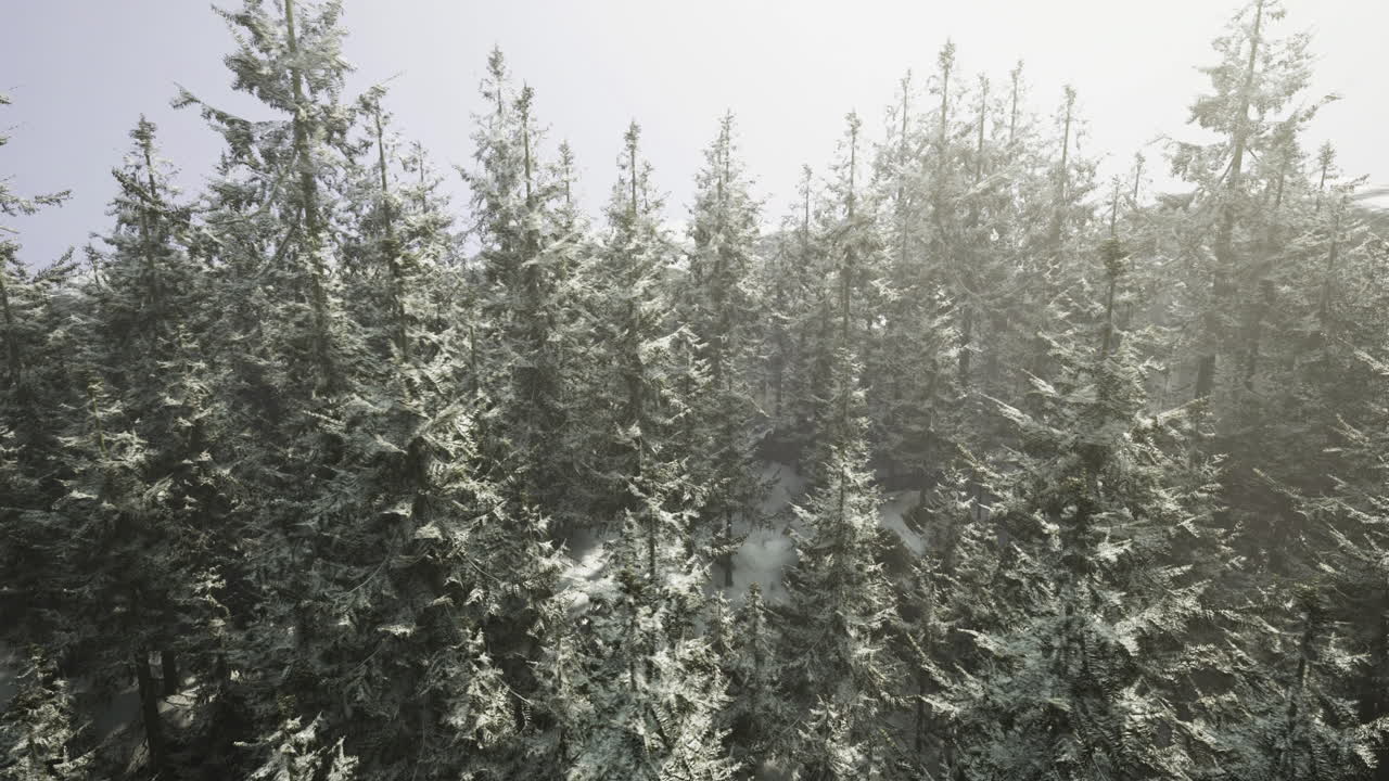 Snow covered forest landscape with tall evergreen trees in winter sunlight