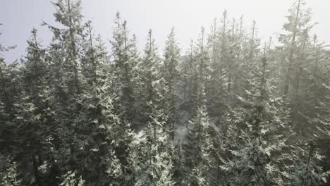 snow covered forest landscape with tall evergreen trees in winter sunlight