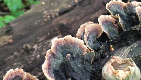 unedged mushroom growth on fallen tree, close up